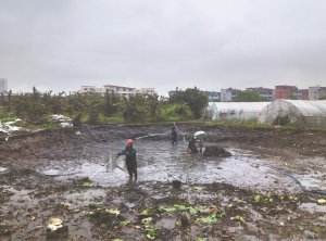 东港河道鱼塘清淤